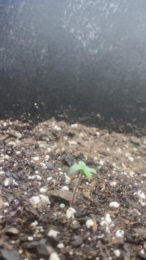 Northern Lights Auto (First ever grow)