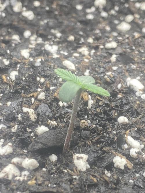 Northern Lights Auto (First ever grow). Week 1 - Day 3 and the first leaves are developing fast!🤯