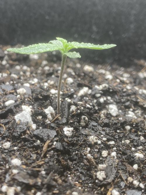 Northern Lights Auto (First ever grow). Week 1 - Here we skip to day 7 and see how far she’s come in just a few days!