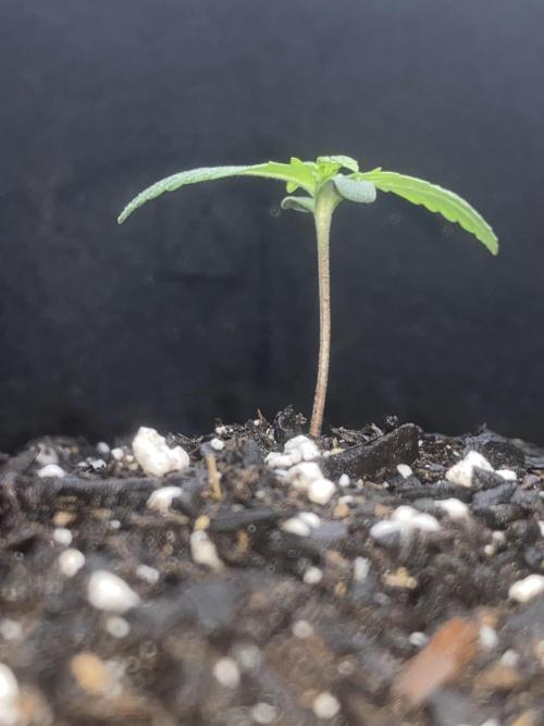 Northern Lights Auto (First ever grow). Week 2