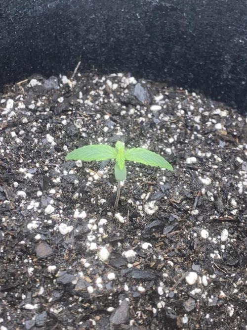 Northern Lights Auto (First ever grow). Week 2