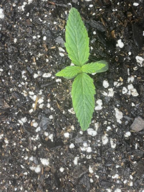 Northern Lights Auto (First ever grow). Week 2