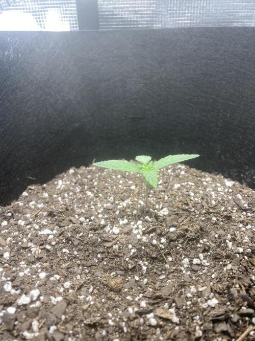 Northern Lights Auto (First ever grow). Week 2