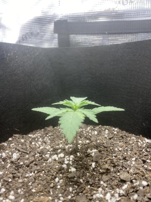 Northern Lights Auto (First ever grow). Week 3