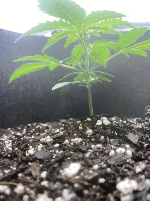 Northern Lights Auto (First ever grow). Week 4