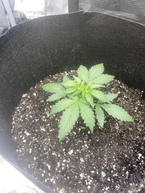 Northern Lights Auto (First ever grow). Week 4
