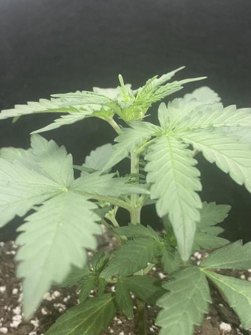 Northern Lights Auto (First ever grow). Week 4