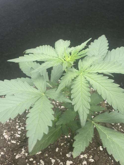 Northern Lights Auto (First ever grow). Week 4