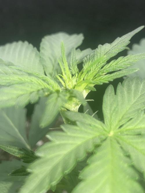 Northern Lights Auto (First ever grow). Week 4