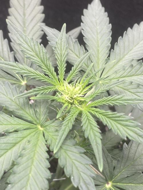 Northern Lights Auto (First ever grow). Week 4