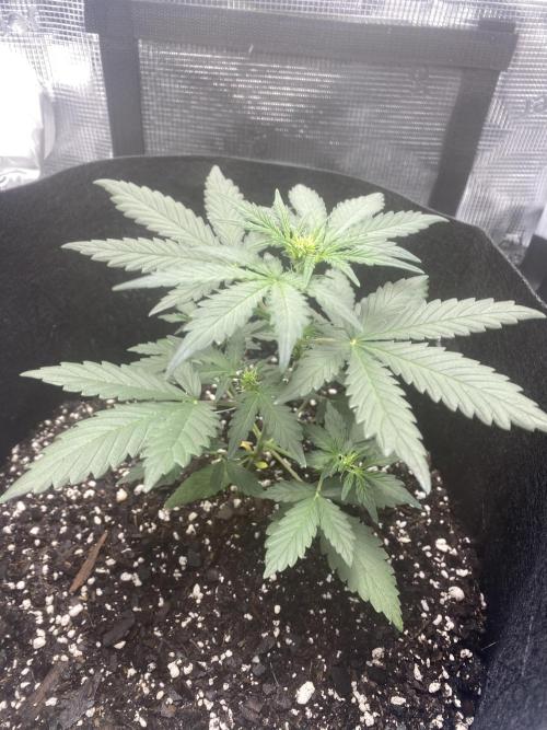 Northern Lights Auto (First ever grow). Week 4