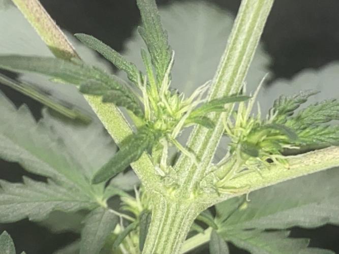 Northern Lights Auto (First ever grow). Week 4