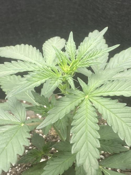 Northern Lights Auto (First ever grow). Week 4