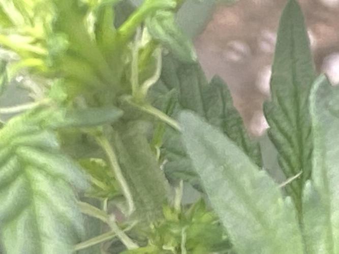 Northern Lights Auto. Week 4