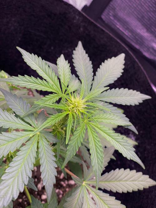 Northern Lights Auto (First ever grow). Week 5