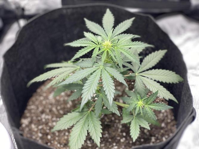 Northern Lights Auto (First ever grow). Week 5