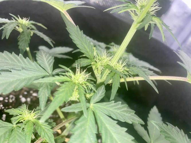 Northern Lights Auto (First ever grow). Week 5