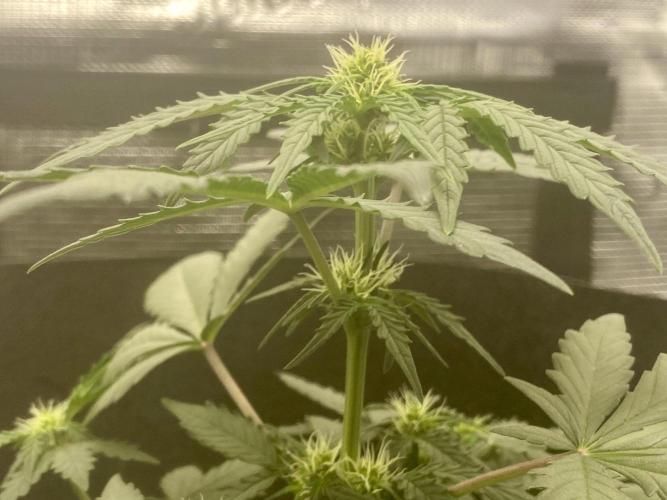 Northern Lights Auto (First ever grow). Week 5