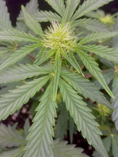 Northern Lights Auto (First ever grow). Week 5