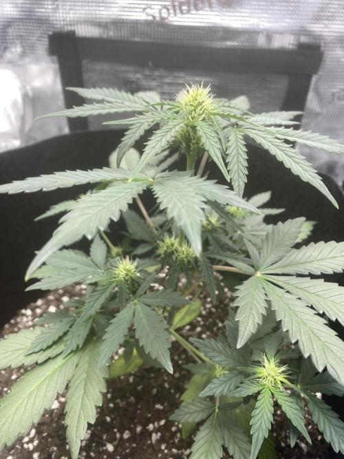 Northern Lights Auto (First ever grow). Week 5