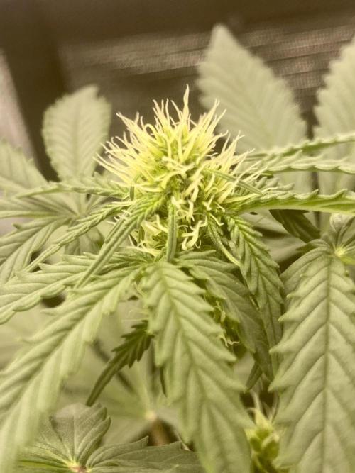 Northern Lights Auto (First ever grow). Week 5