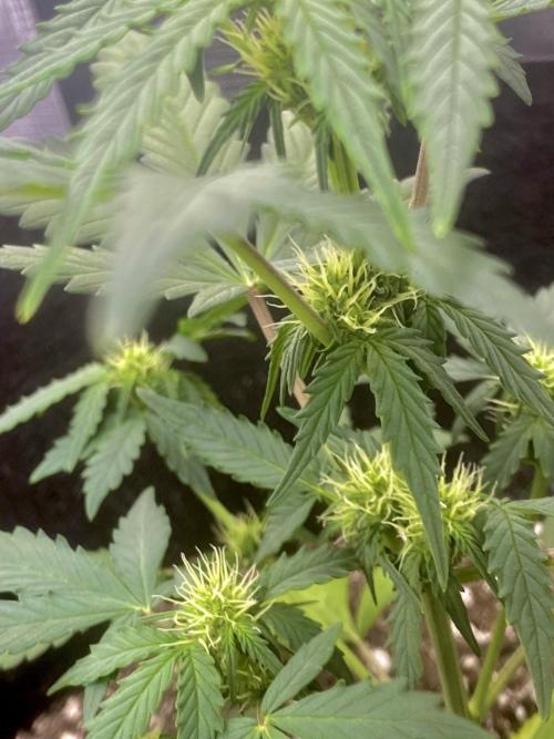 Northern Lights Auto (First ever grow). Week 5