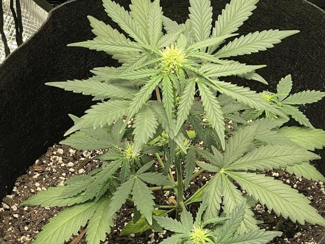 Northern Lights Auto (First ever grow). Week 5