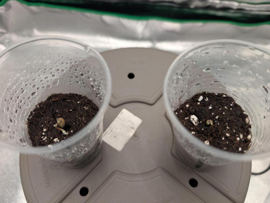 Mainlining Autoflower. Week 0