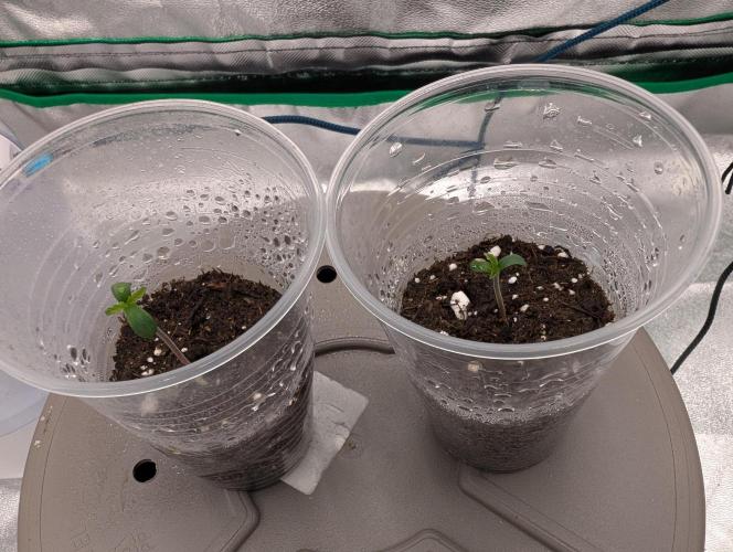 Mainlining Apricot & Purple Lemonade. Week 0 - I adjusted the height of the LED. I think they got a bit tall for the first da😄