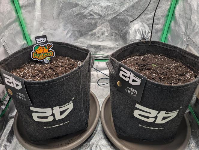 Mainlining Apricot & Purple Lemonade. Week 0 - I transplanted the seedlings into 15-liter fabric pots today.