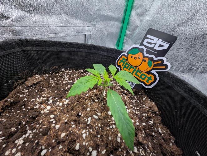 Mainlining Apricot & Purple Lemonade. Week 1 - Day 10 from Seed
