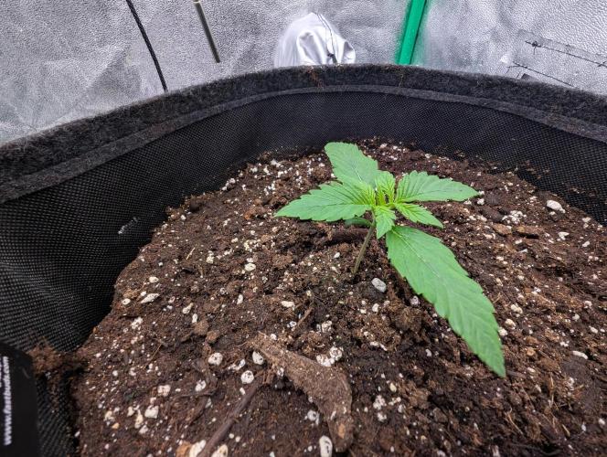 Mainlining Apricot & Purple Lemonade. Week 1 - Day 10 from Seed 