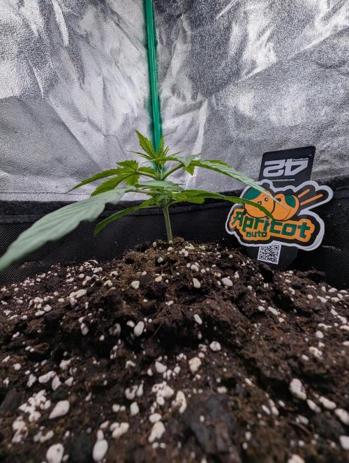 Mainlining Apricot & Purple Lemonade. Week 2
