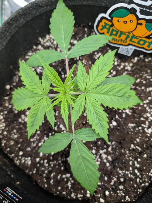 Mainlining Apricot & Purple Lemonade. Week 2