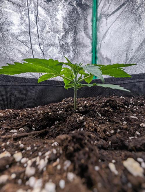 Mainlining Apricot & Purple Lemonade. Week 2