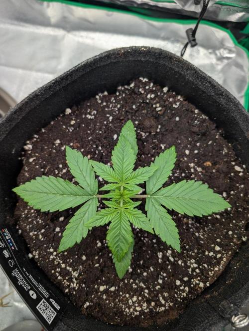 Mainlining Apricot & Purple Lemonade. Week 2