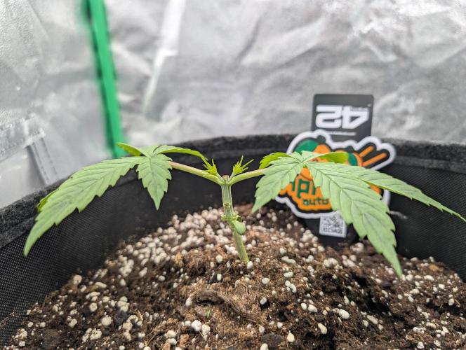 Mainlining Apricot & Purple Lemonade. Week 2