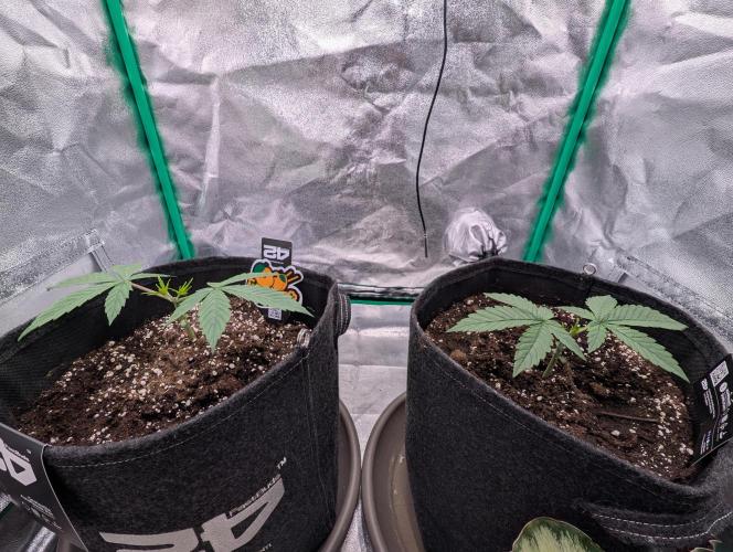 Mainlining Apricot & Purple Lemonade. Week 2