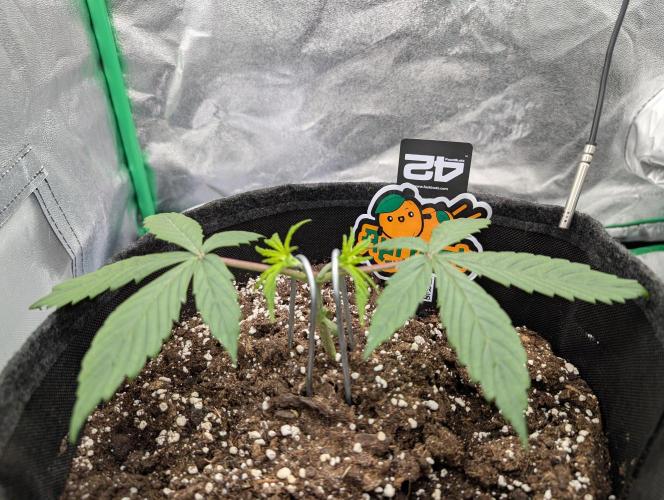 Mainlining Apricot & Purple Lemonade. Week 3