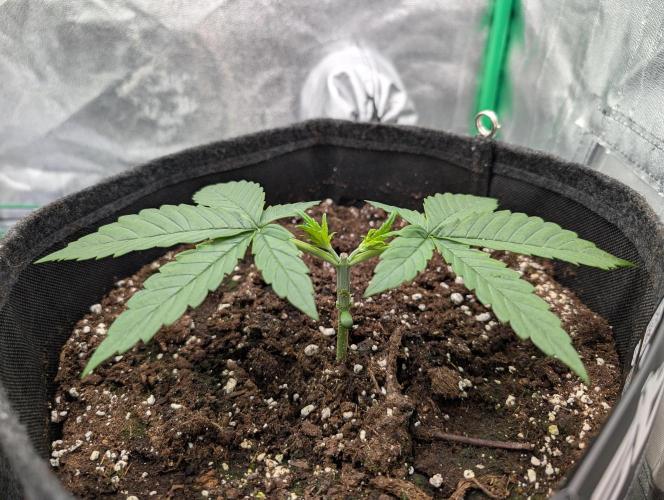 Mainlining Apricot & Purple Lemonade. Week 3
