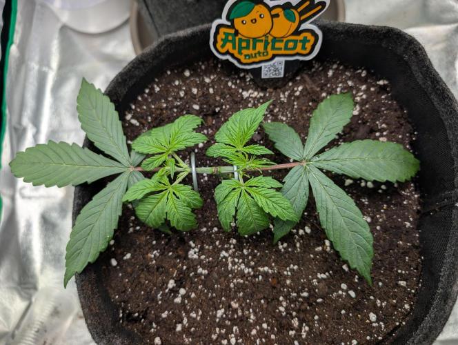 Mainlining Apricot & Purple Lemonade. Week 3