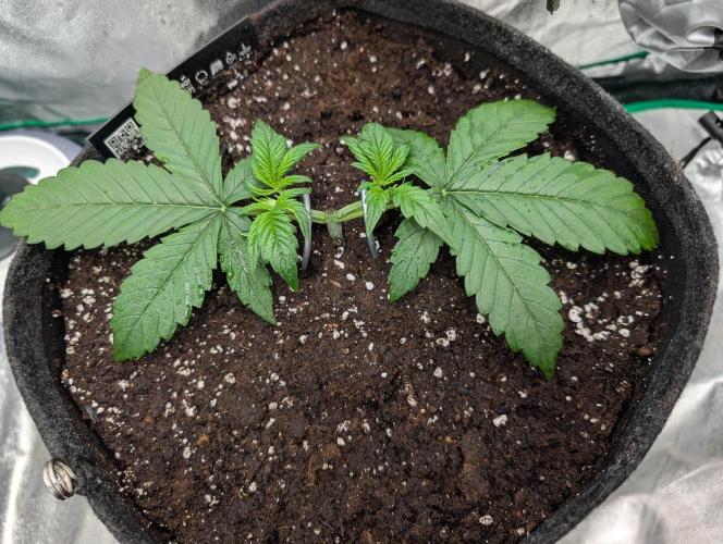 Mainlining Apricot & Purple Lemonade. Week 3