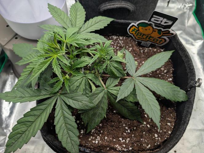 Mainlining Apricot & Purple Lemonade. Week 4