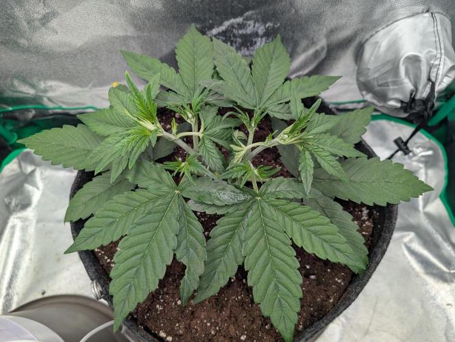 Mainlining Apricot & Purple Lemonade. Week 4