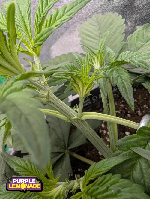 Mainlining Apricot & Purple Lemonade. Week 4 - Start to pre flower 