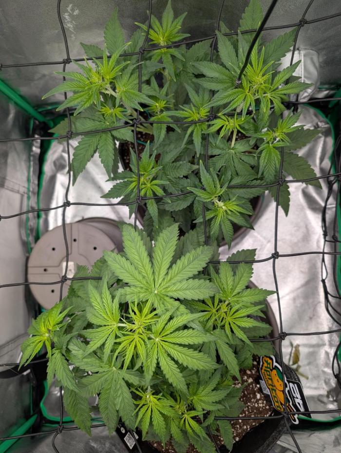Mainlining Apricot & Purple Lemonade. Week 5