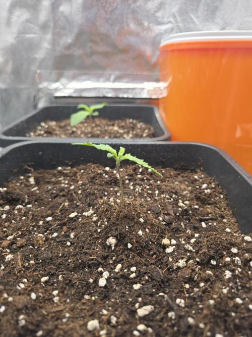 První kolo 🌱. Week 1