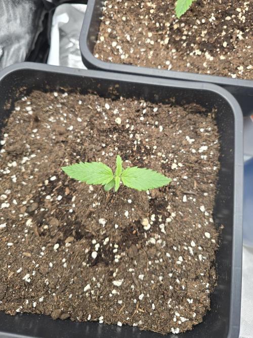 První kolo 🌱. Week 1 - GC