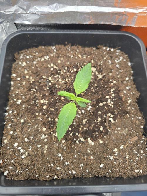 První kolo 🌱. Week 1 - SLH