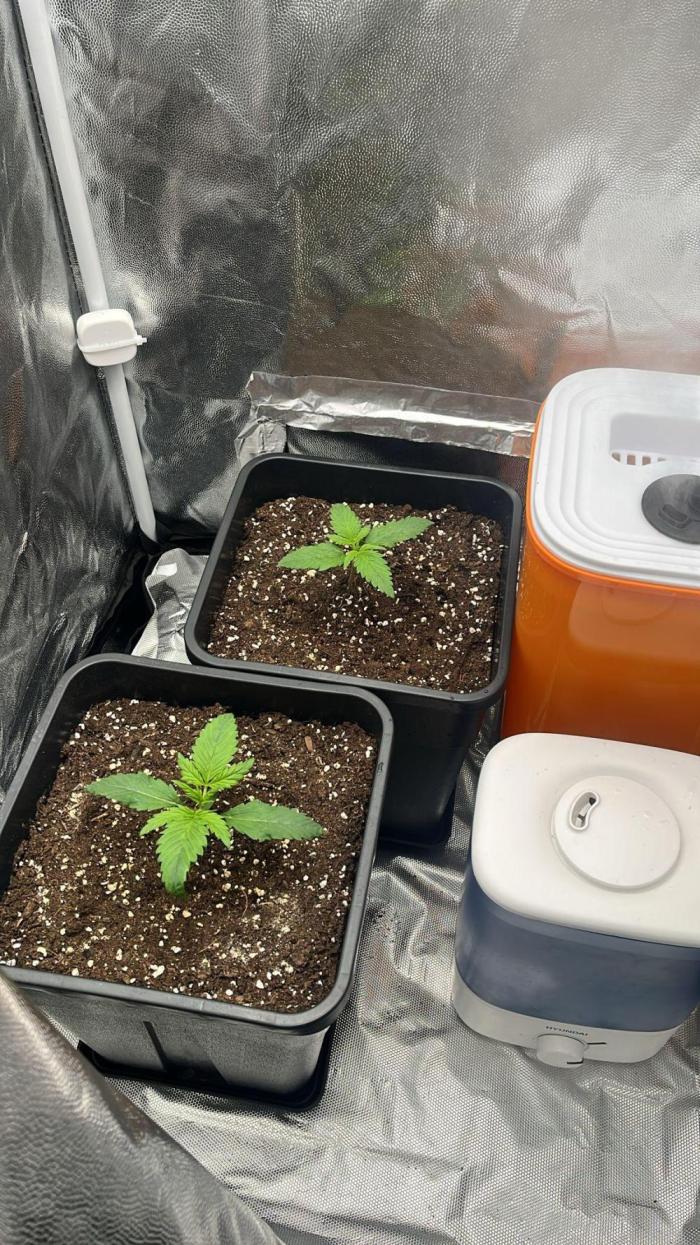 První kolo 🌱. Week 2